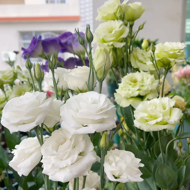 🌺Lisianthus - Sincere Love