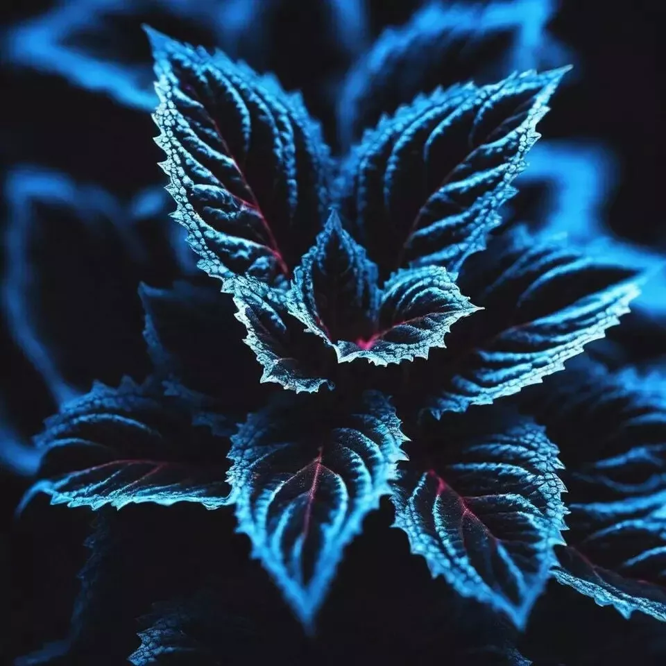 Rare Blue, Purple, and Green Coleus Seeds