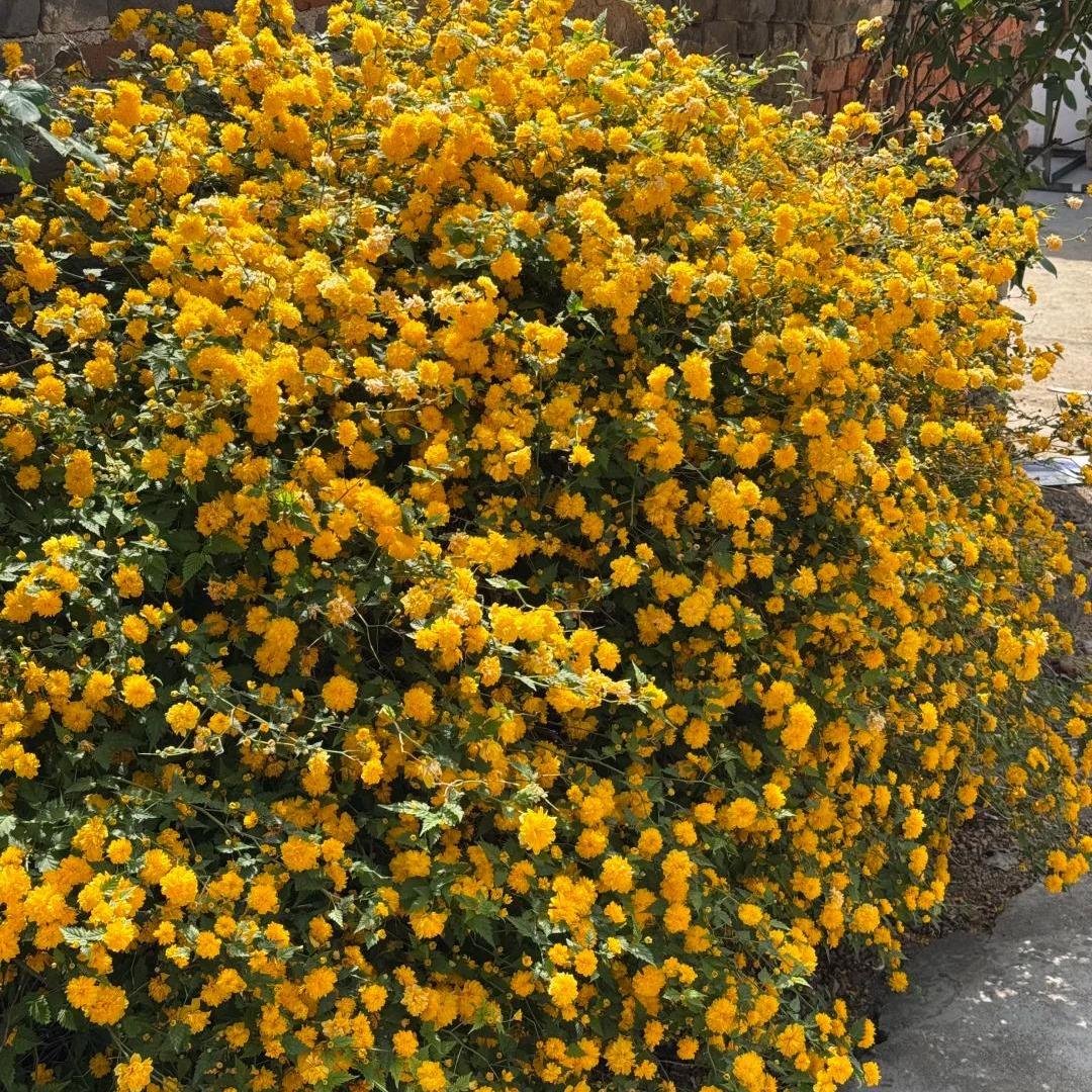 💛Double Japanese kerria—Elegant Golden Blooms