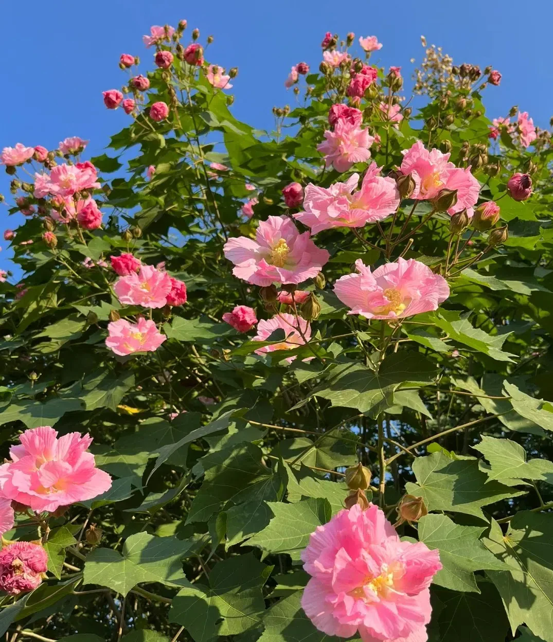 🌸Drunken Hibiscus - Changes Color Three Times a Day