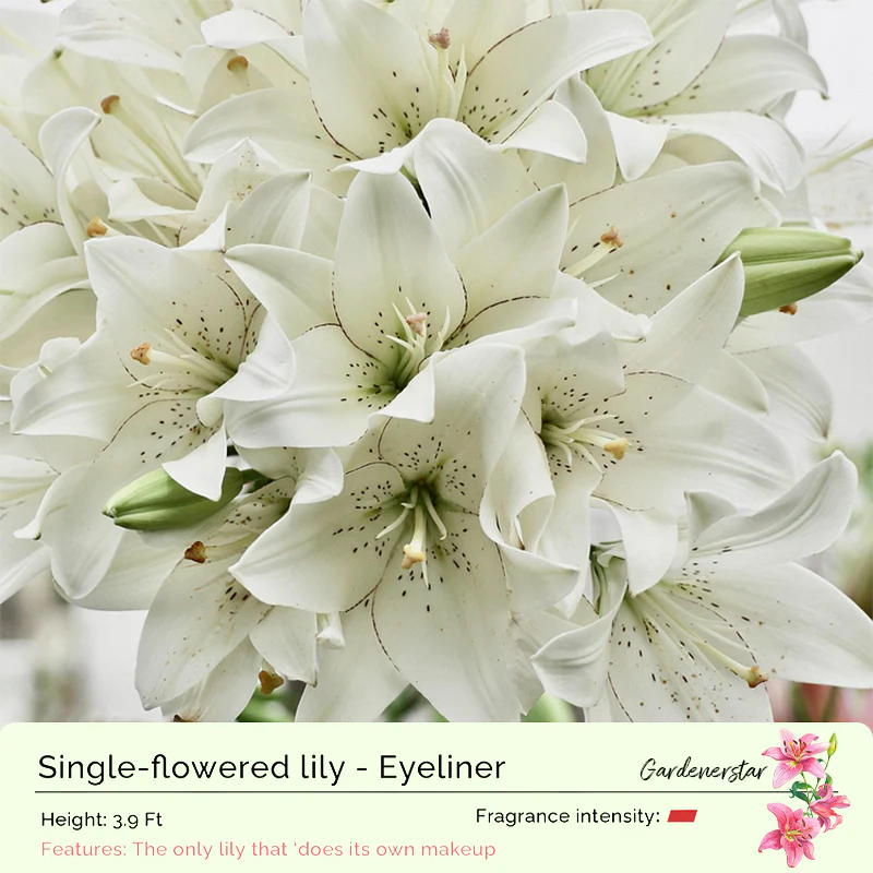 Lily Bulbs