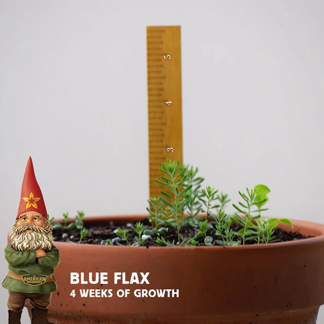 Perennial Blue Flax Seeds, Linum Perenne