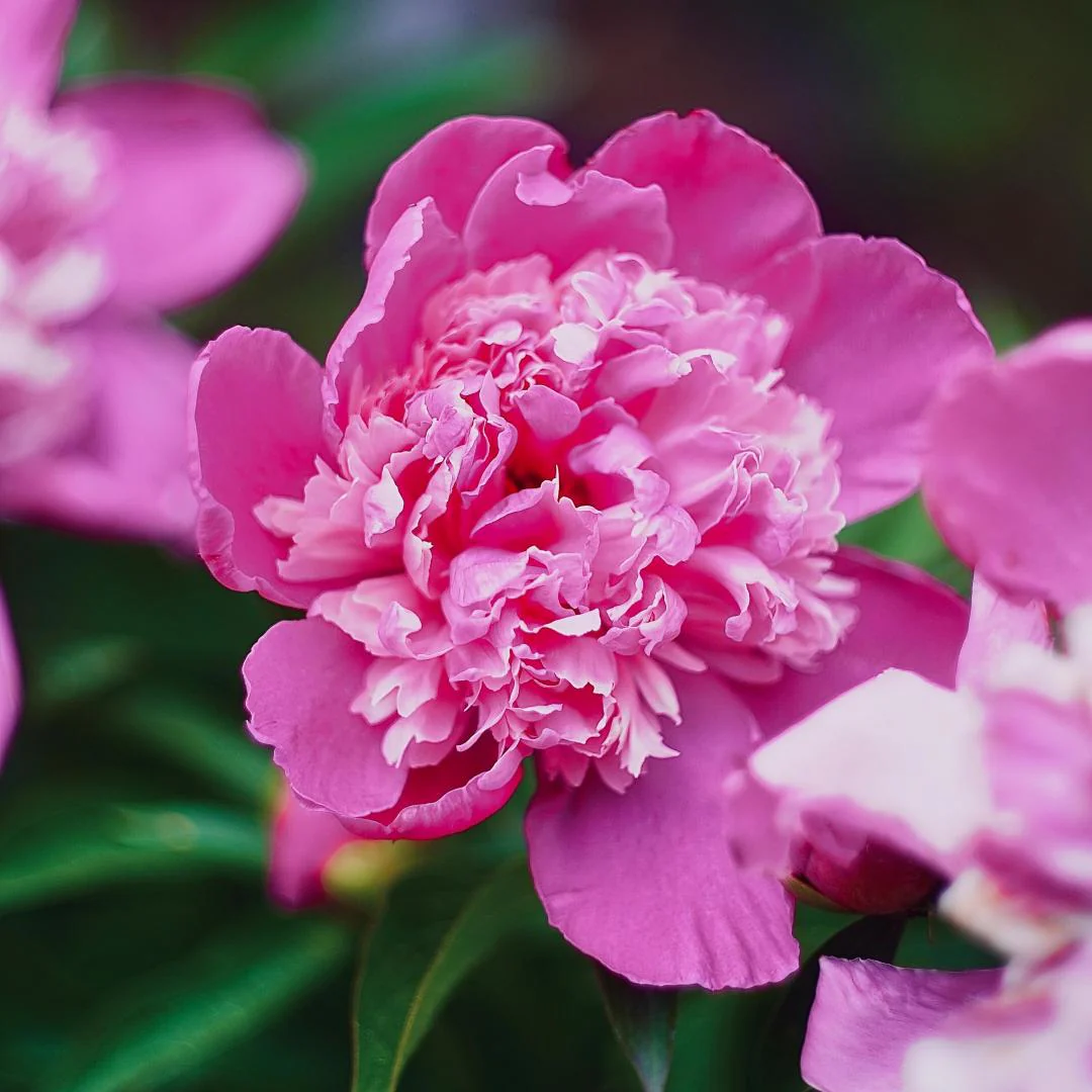 Peony Seeds–Huge Blooms Larger Than Your Face