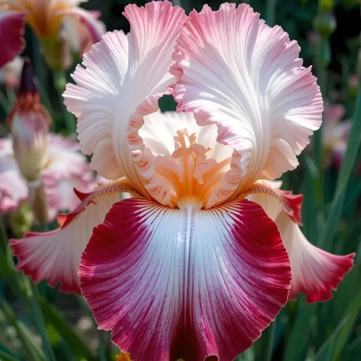 Pink fruit-Rare Iris Bulbs⚜️
