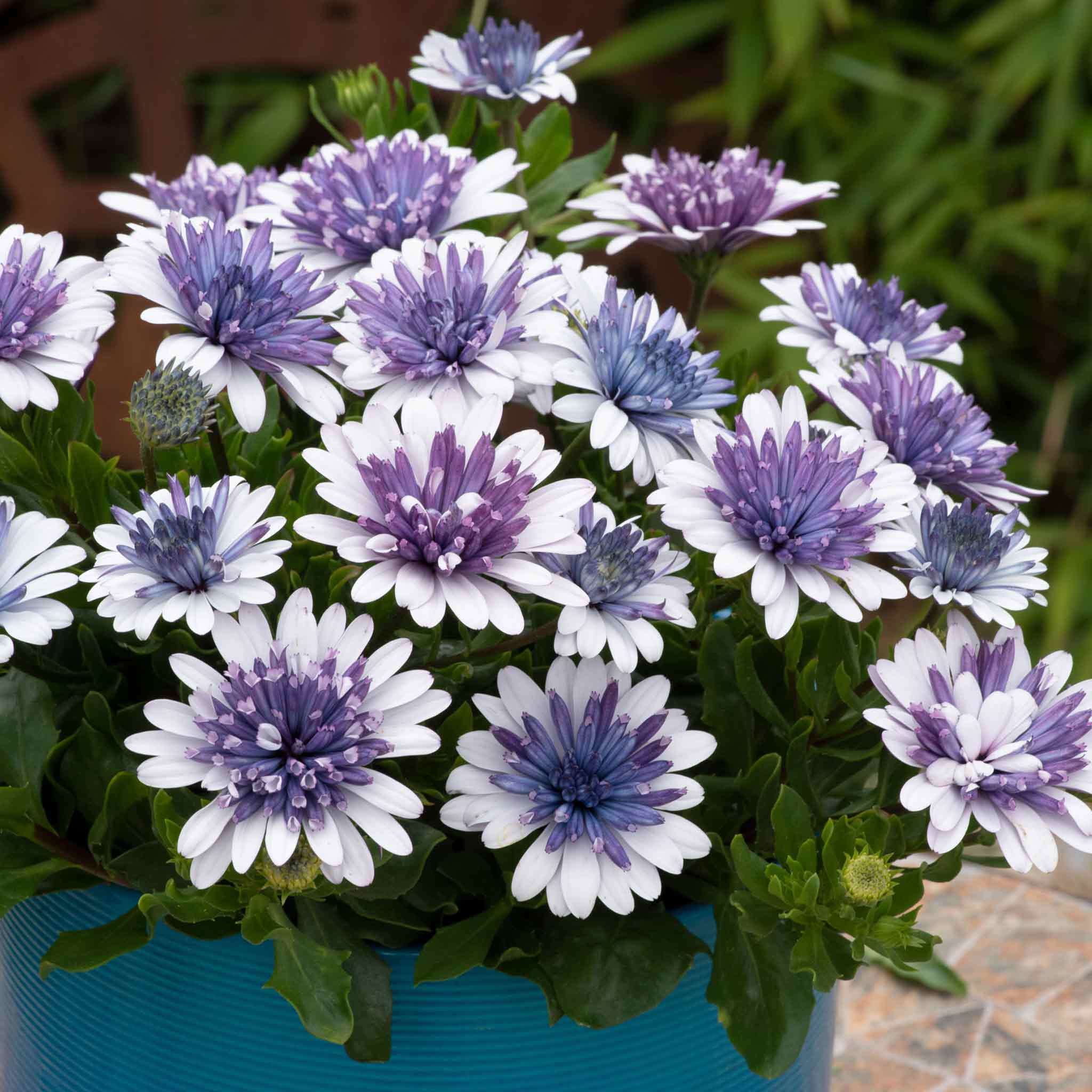 Marigold 'Sky Blue Misty Rain' seeds