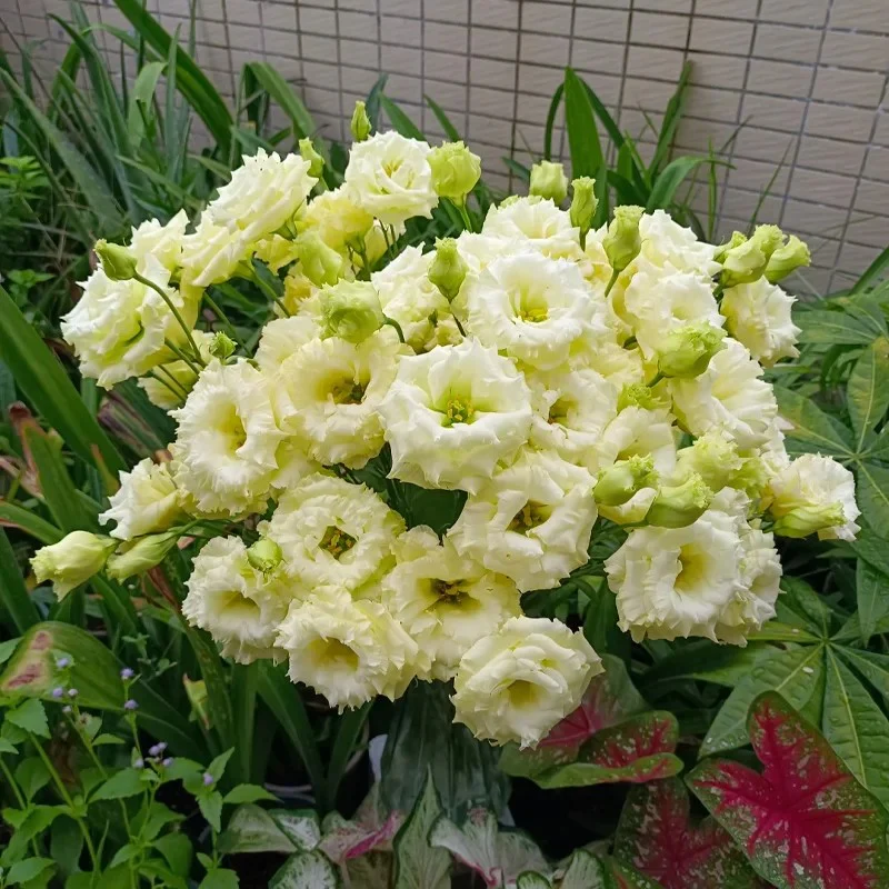 🔥Best-Selling Premium Lisianthus Seeds — Grow Elegant Blooms That Last Longer