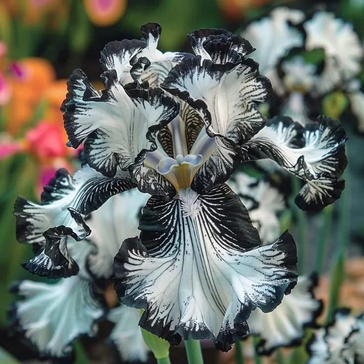 Mystic Amethyst-Rare Iris Bulbs⚜️