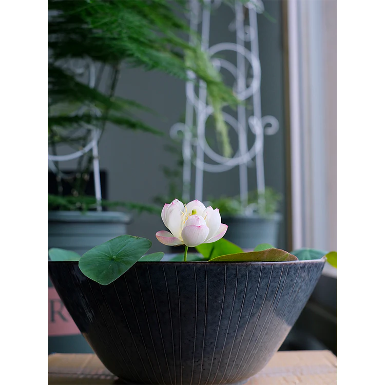 Bowl Lotus: Embracing Zen through Blossoms