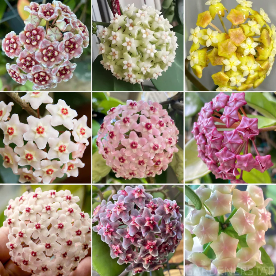 ⭐️Hoya Carnosa Flower Seeds 丨Star-shaped Flower Ball