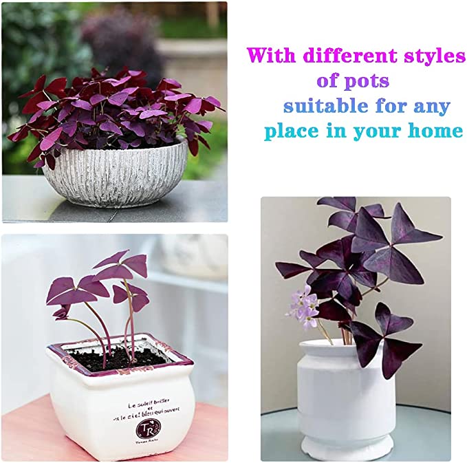 💜Purple Luck Oxalis Bulbs