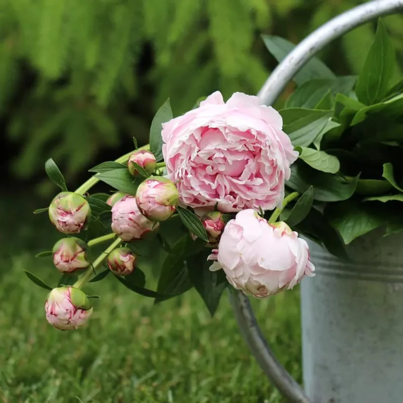 🔥LAST DAY 45% OFF🌺THE QUEEN OF FLOWERS—DOUBLE PETALED PIANI