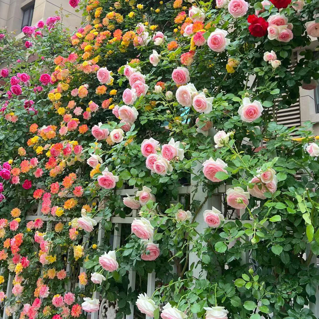 🌹 Rare Climbing Rose Seeds –  Fast-Growing Fragrant Blooming Vines