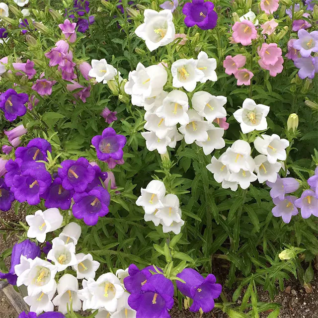 Bellflower Seeds/Canterbury Bells Seeds