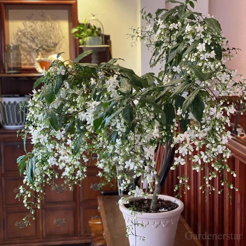 🌼Weeping Jasmine Seeds - White Jade Butterfly