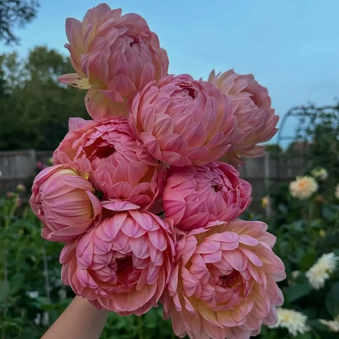 Double Dahlia Bulbs