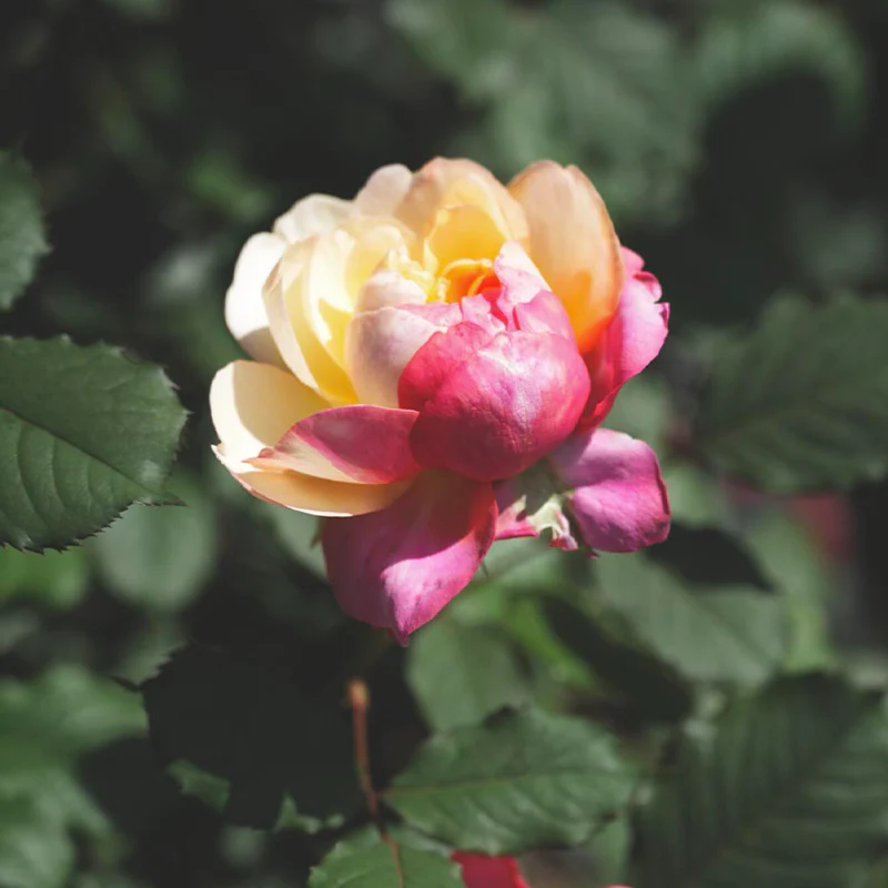 Premium 'Constance Rose' Seeds-Romantic Garden Flowers