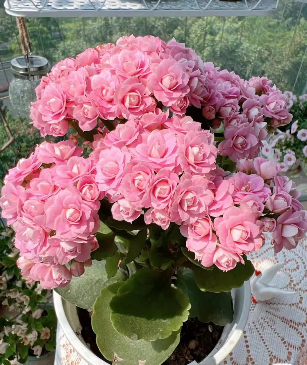 Kalanchoe Seed Garden Planting
