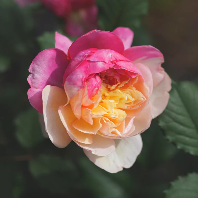 Premium 'Constance Rose' Seeds-Romantic Garden Flowers