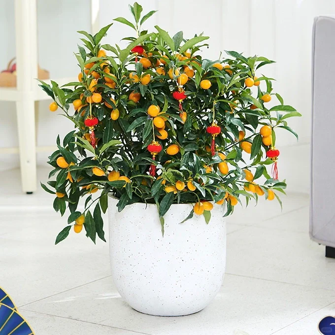 Kumquat Tree Seeds