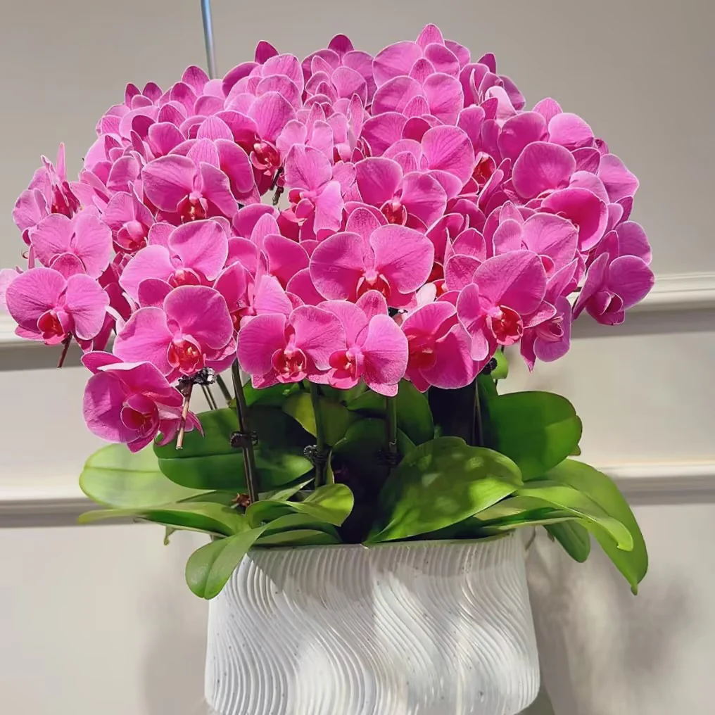 Phalaenopsis Seeds