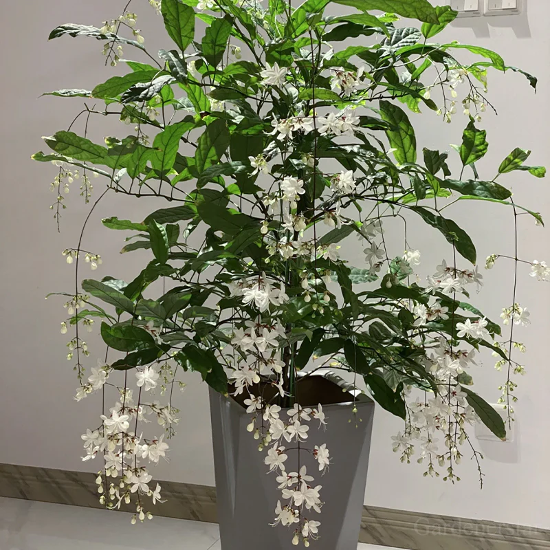 🌼Weeping Jasmine Seeds - White Jade Butterfly