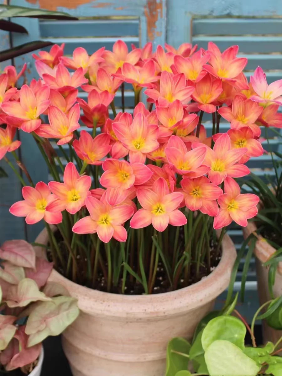 Premium Rain Lily Bulbs-Repeat-Blooming • Heat-Tolerant