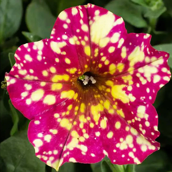 Petunia, Splash Dance Calypso Cherry