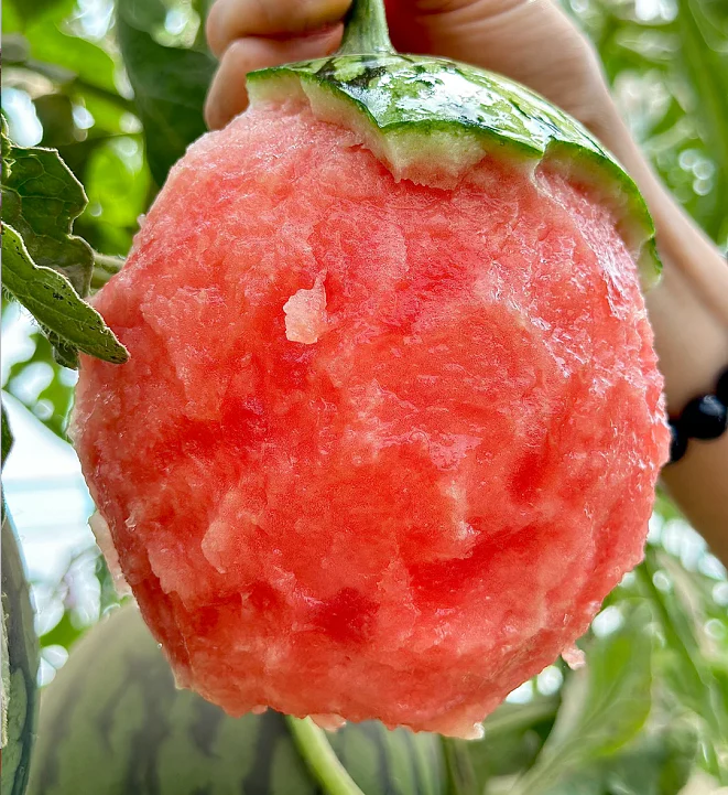 Rock Sugar Watermelon Seeds