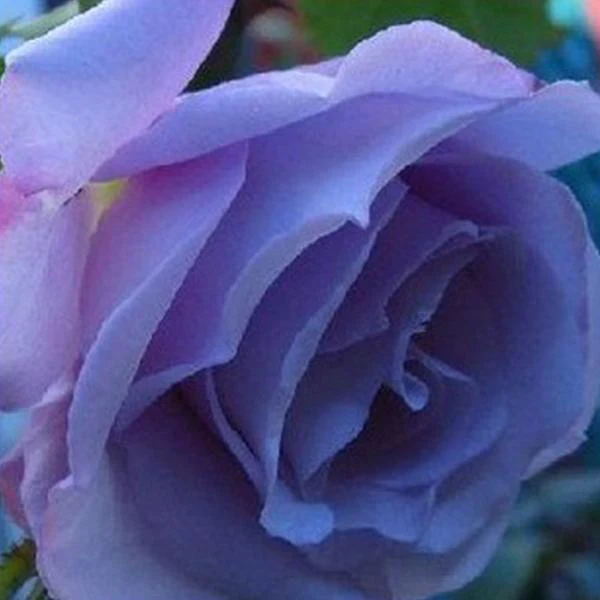 🌹Rare Rose🌹
