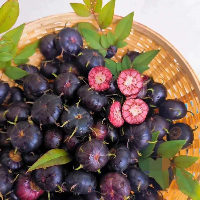Red Fruit Ginseng Seeds-Spider Fruit