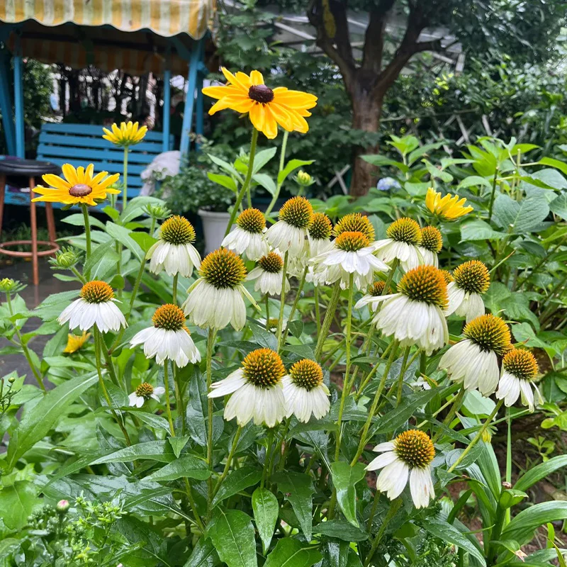 Coneflower Seeds (Echinacea)