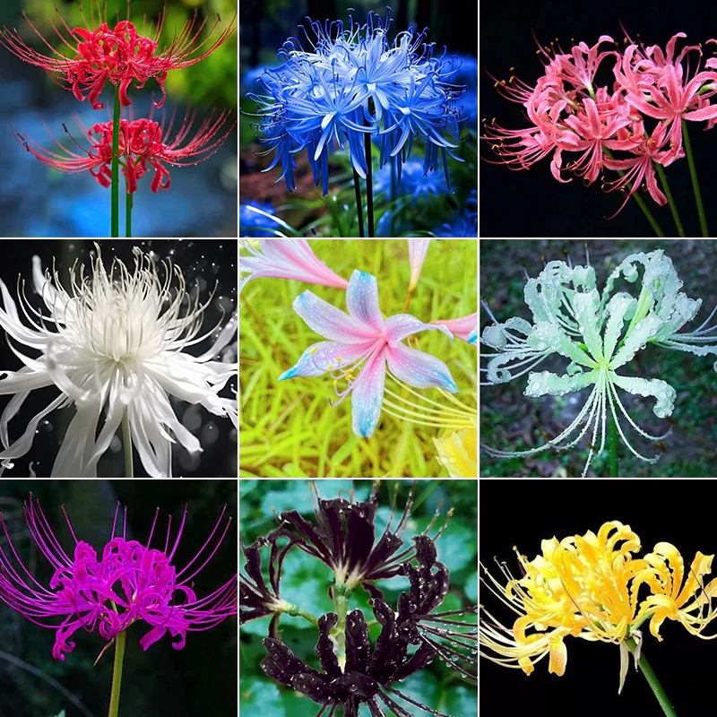 Flower Bulbs