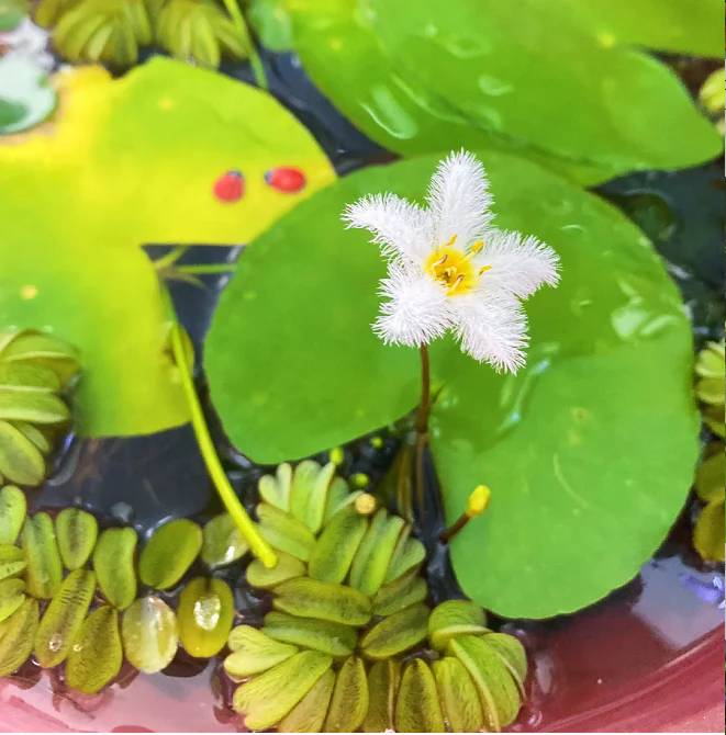 Hydroponic Plants Water Snowflake