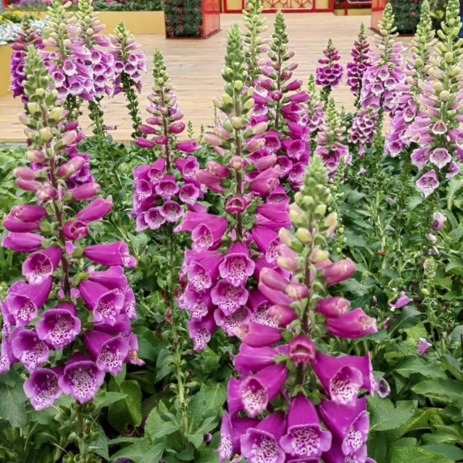 Foxglove Seeds Digitalis Purpurea Seeds