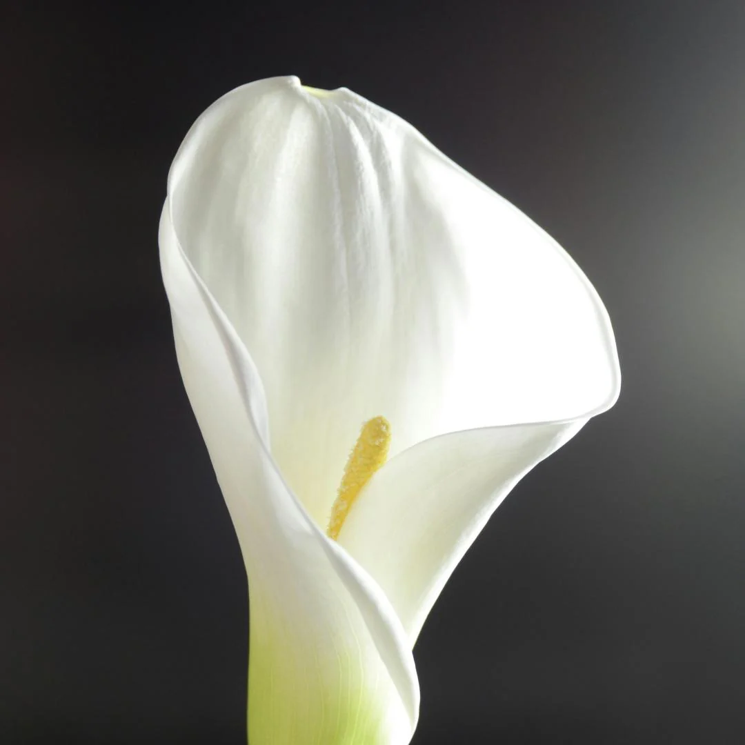 🌸Grow Your Own Calla Lilies — Easy, Elegant, Rewarding