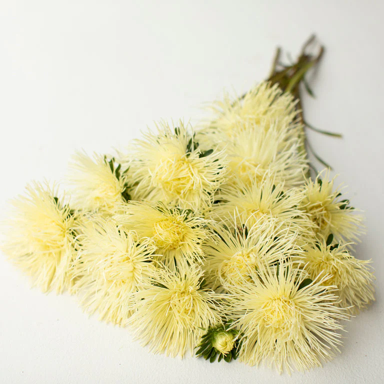 China Aster Valkyrie Yellow