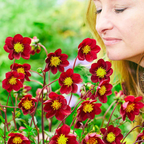 Mexican Star Dahlia