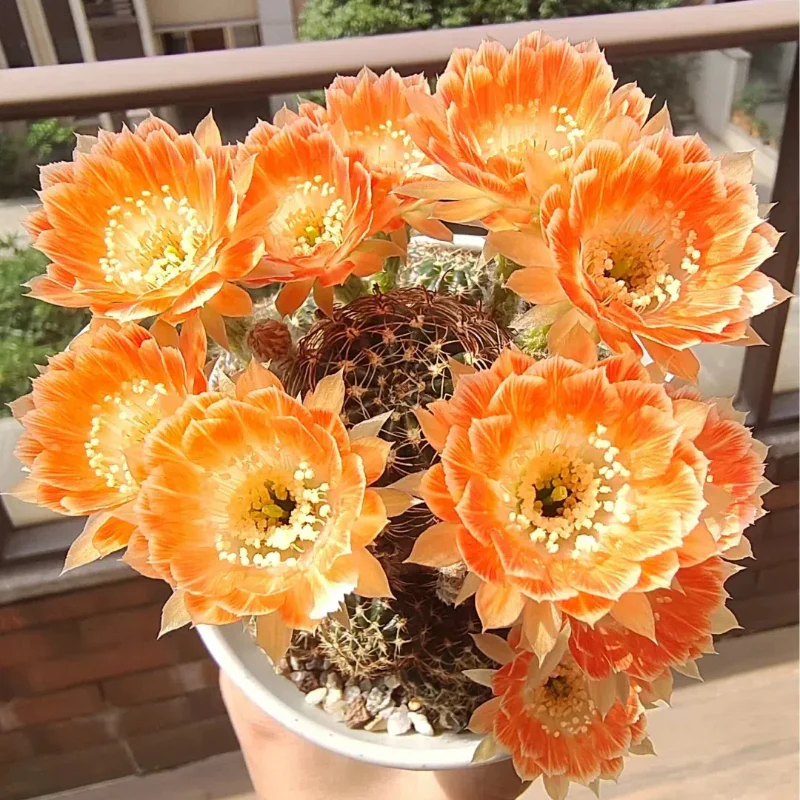 Flowering Echinopsis Cactus Species Mix🌵🌸