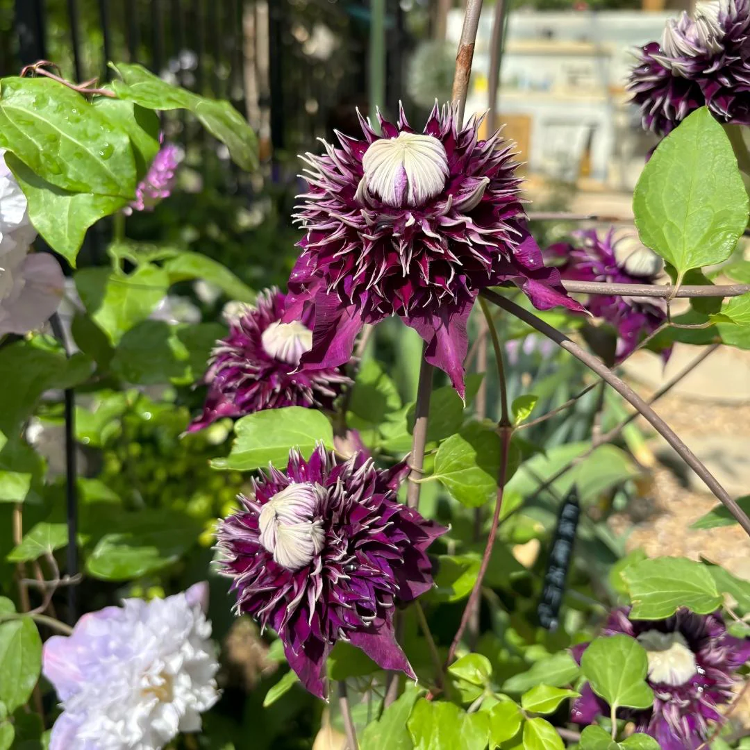 Rare 'Dark Magician’Clematis Seeds — Magic for Your Garden