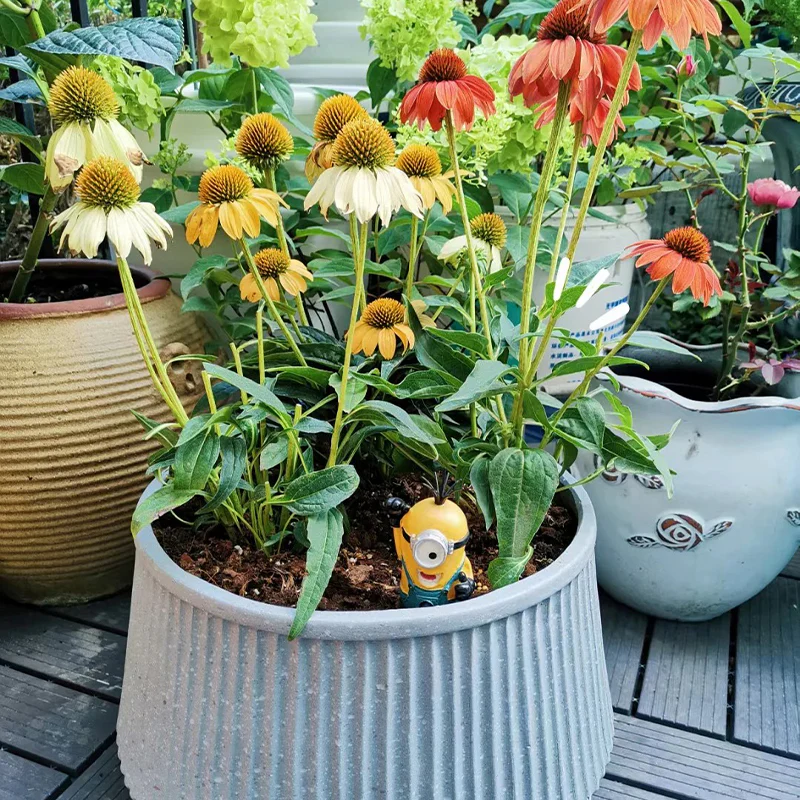 Coneflower Seeds (Echinacea)