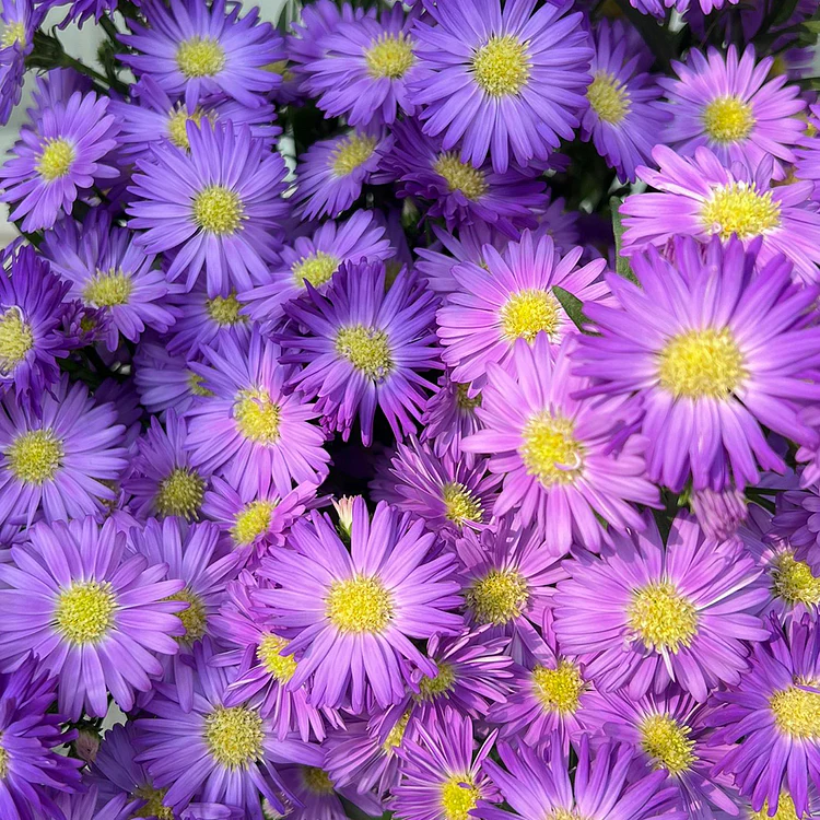 🫧Aster Seeds- Purple Dome