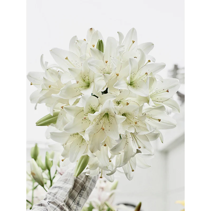 Lily Bulbs