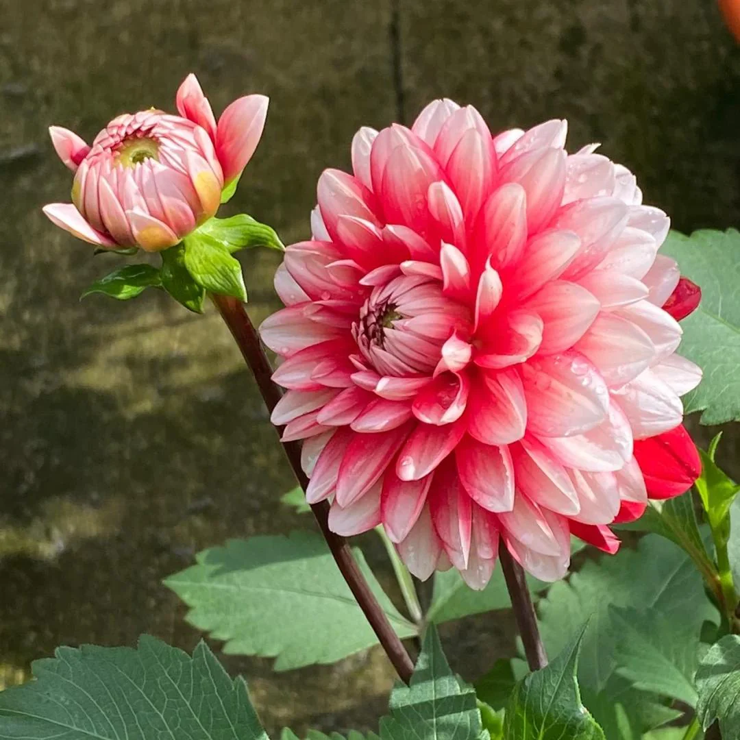 Double Dahlia Bulbs