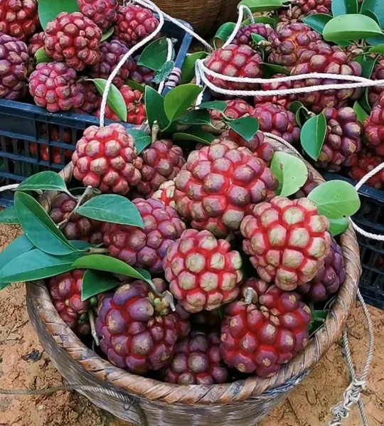Fruit Seeds