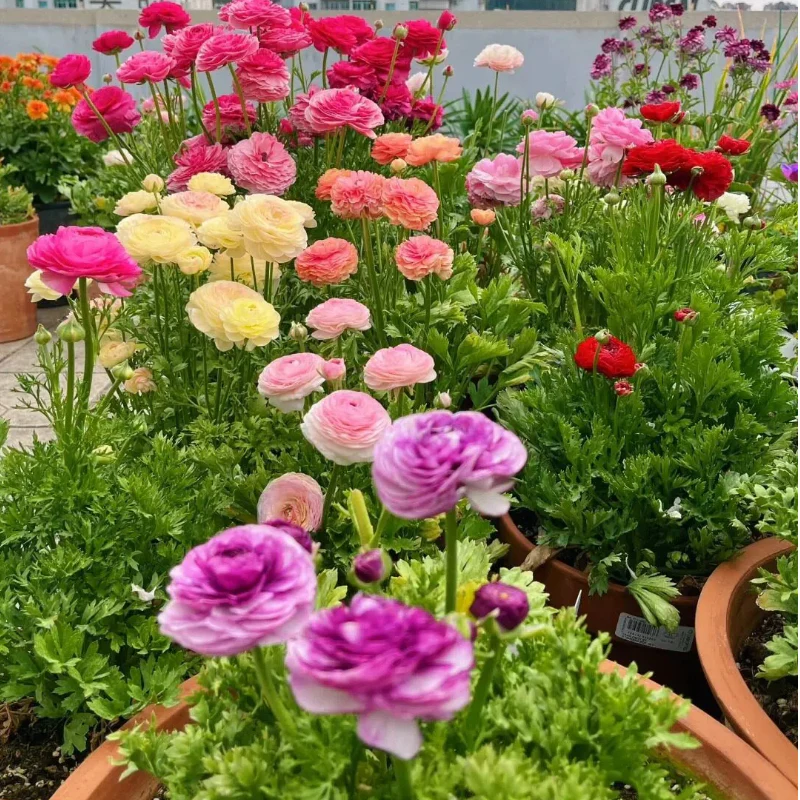 Ranunculus Flower Bulbs-Soft, Elegant, Unforgettable 🌸