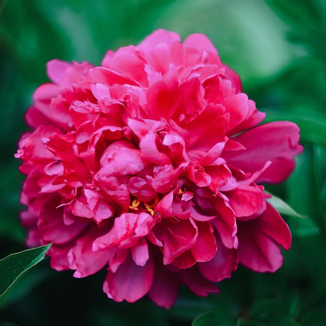 Peony Seeds–Huge Blooms Larger Than Your Face