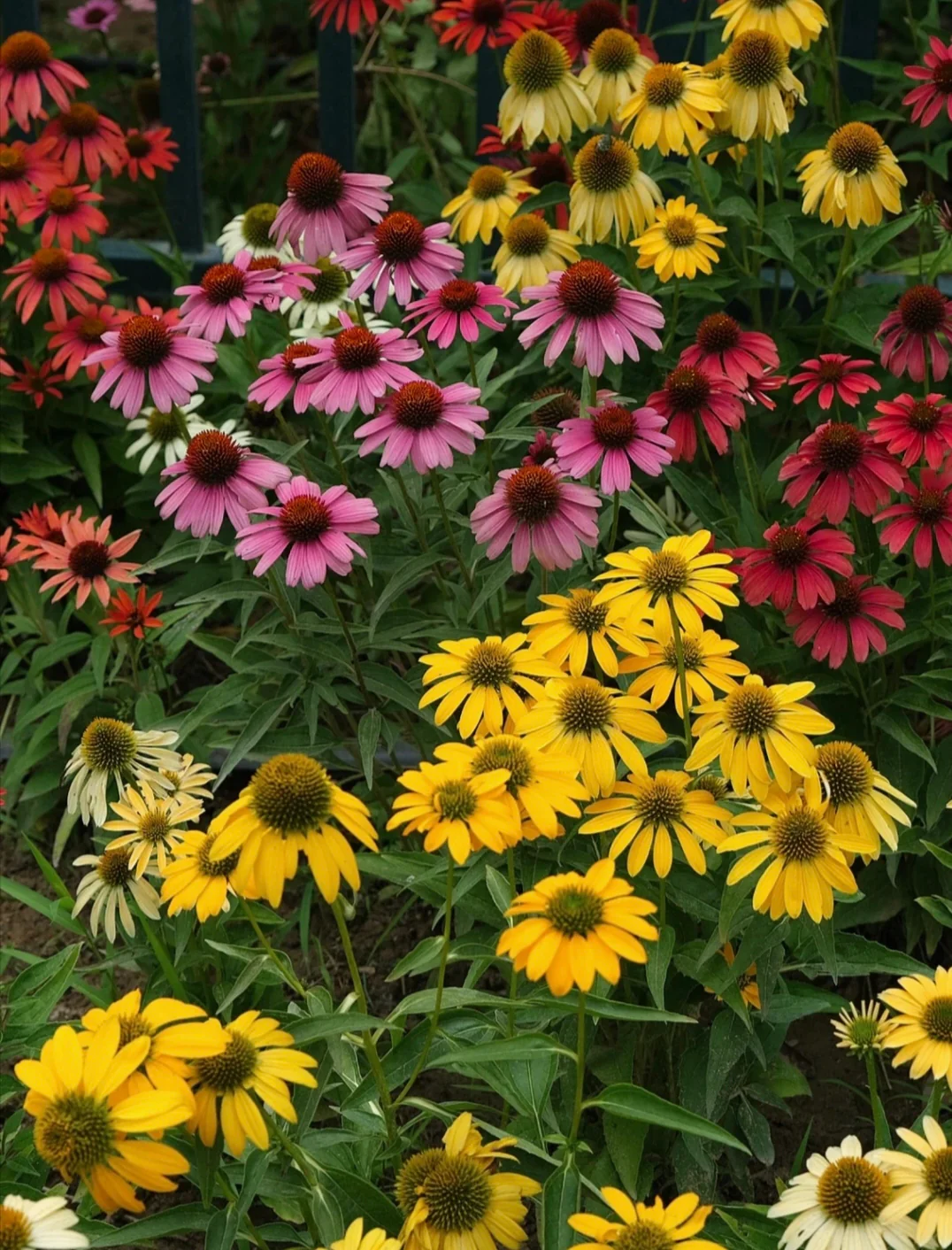 Purple Coneflower Seeds Echinacea Purpurea Seeds
