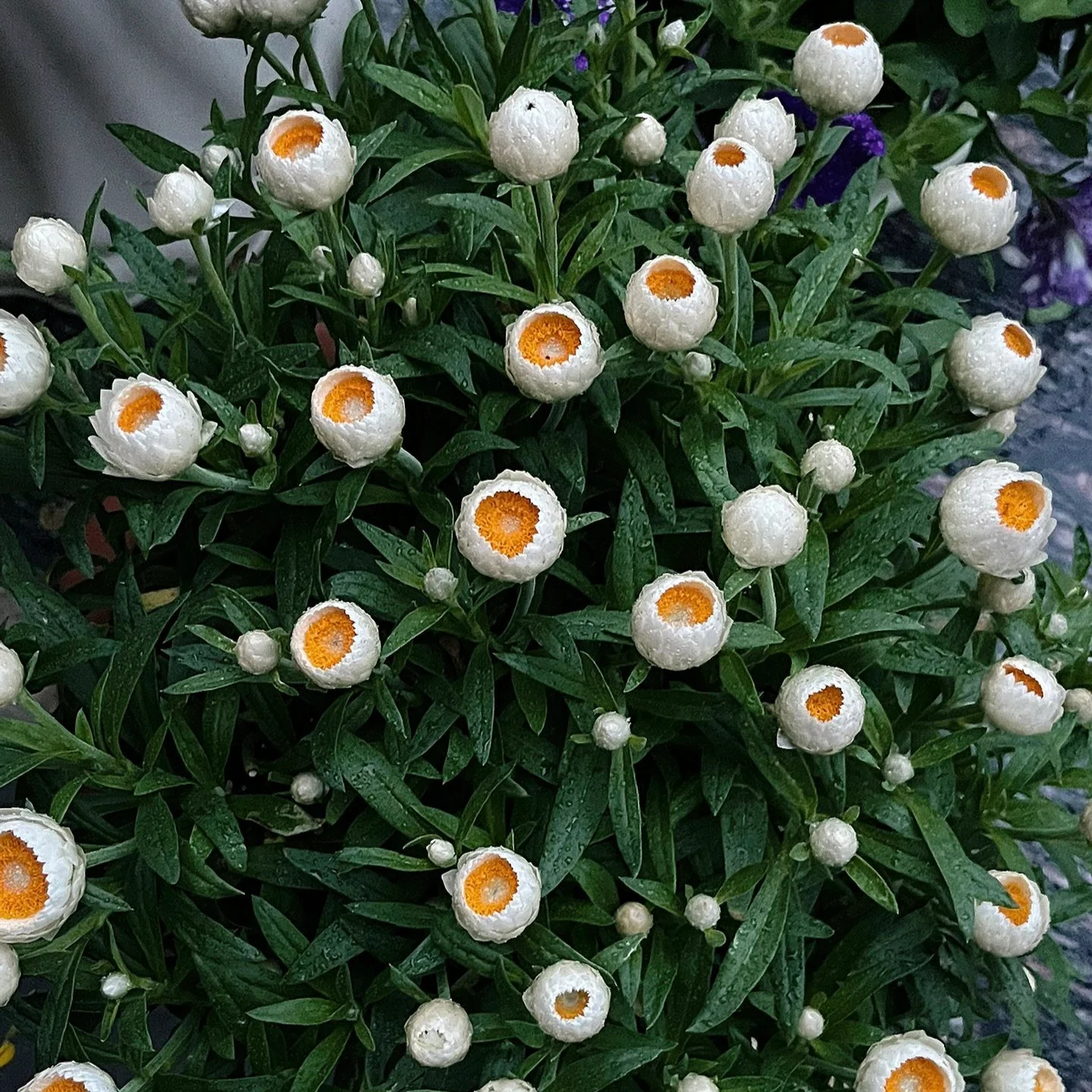 Strawflower Seeds Xerochrysum Bracteatum