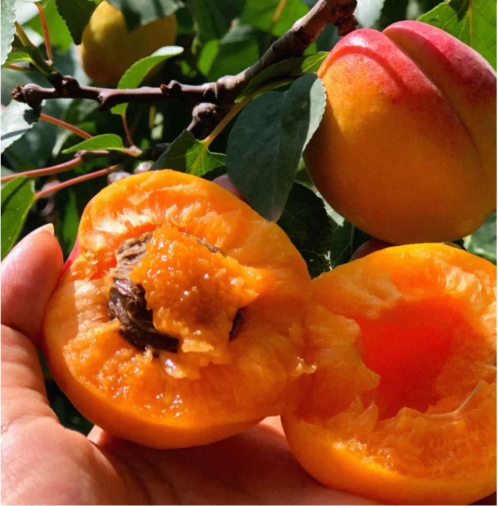 Apricot Seeds