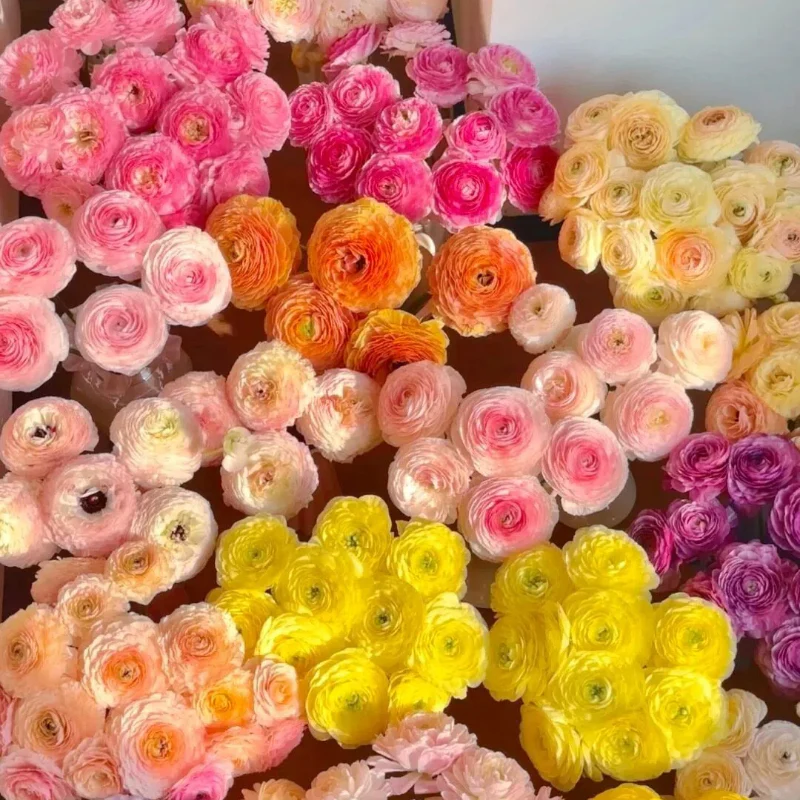 Ranunculus Flower Bulbs-Soft, Elegant, Unforgettable 🌸